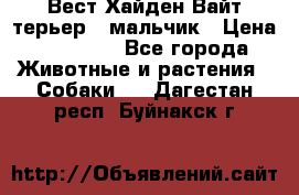 Вест Хайден Вайт терьер - мальчик › Цена ­ 35 000 - Все города Животные и растения » Собаки   . Дагестан респ.,Буйнакск г.
